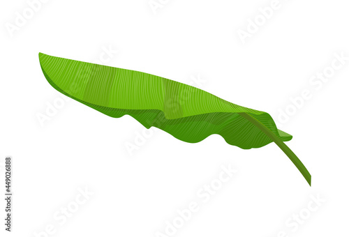 Banana leaf vector isolated on white background. leaves illustration