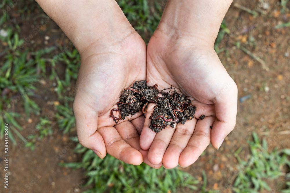 Hand holding clumps of red wrigglers earthworms for use in vermicomposting and improve soil quality Hand holding clumps of red wrigglers earthworms for use in vermicomposting and improve soil quality