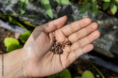 Overhead view of hand holding clumps of red wrigglers earthworms against plants at background. They are used in vermicomposting to improve soil quality