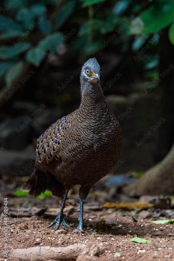 Grey Peacock-Pheasant, Beautiful birds of Thailand
