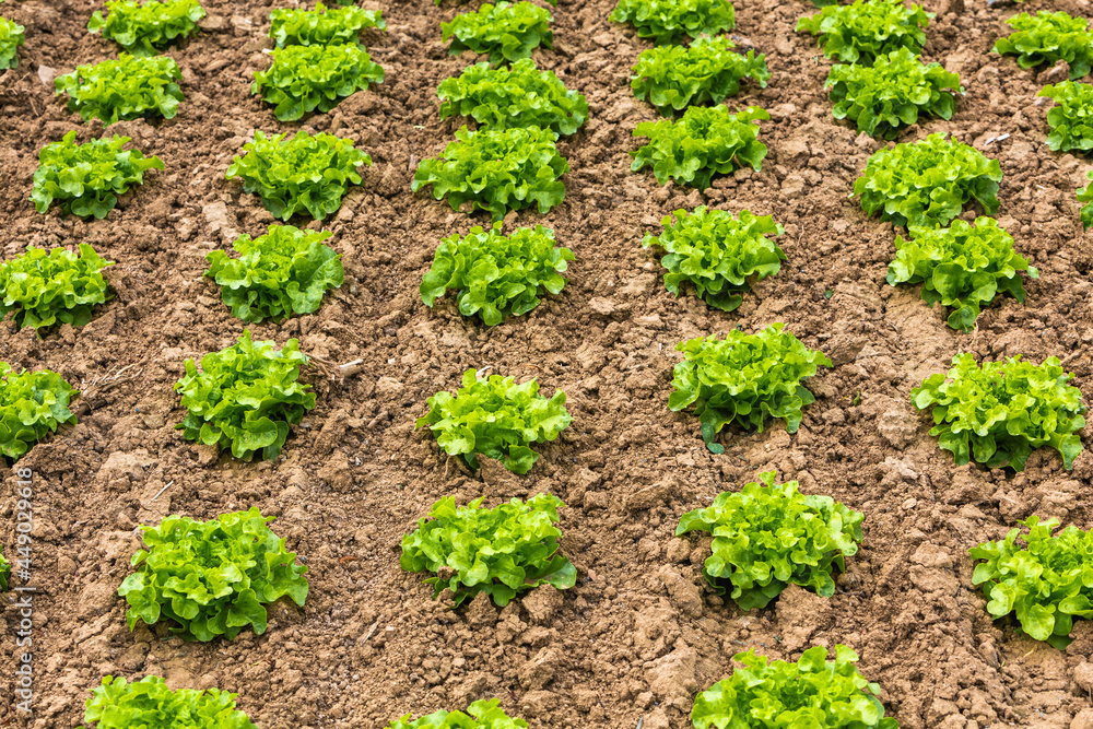 lettuce plants growing on the field lettuce plants growing on the field
