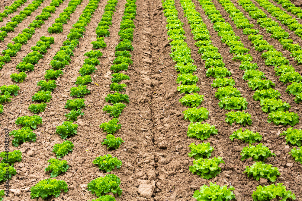 different lettuce plants in rows on the field