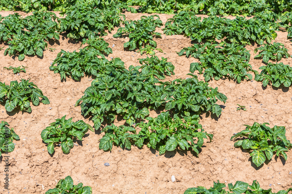 young potato plants in the soil young potato plants in the soil