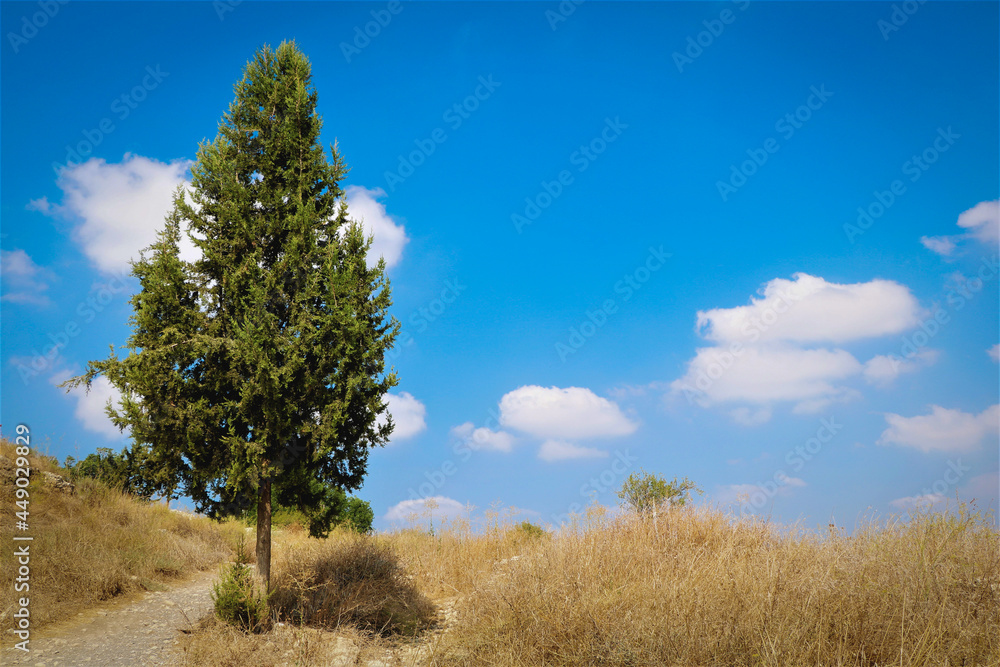 Fototapeta premium tree in field summer day blue sky