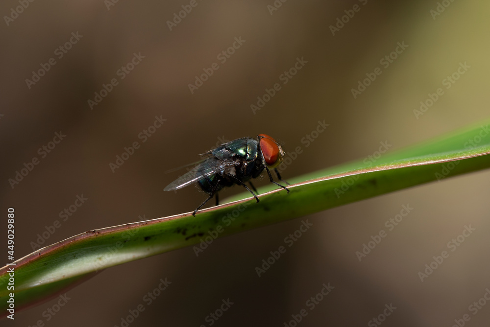 Blow fly, carrion fly, bluebottles or cluster fly, Diptera Fly Insect on green leaf in nature. Blow fly, carrion fly, bluebottles or cluster fly, Diptera Fly Insect on green leaf in nature.