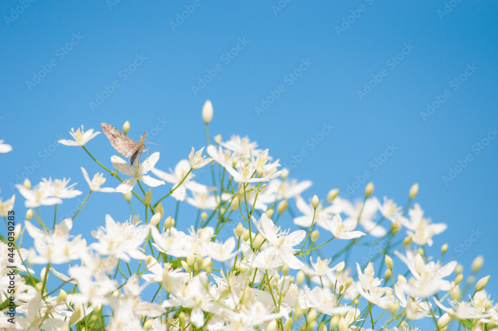 blurry white flowers close-up against the blue sky. blurry white flowers close-up against the blue sky.
