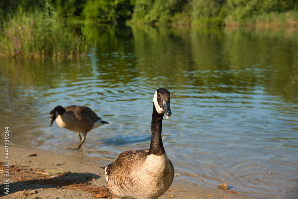 Fototapeta premium Wildenten am See in der Ortenau