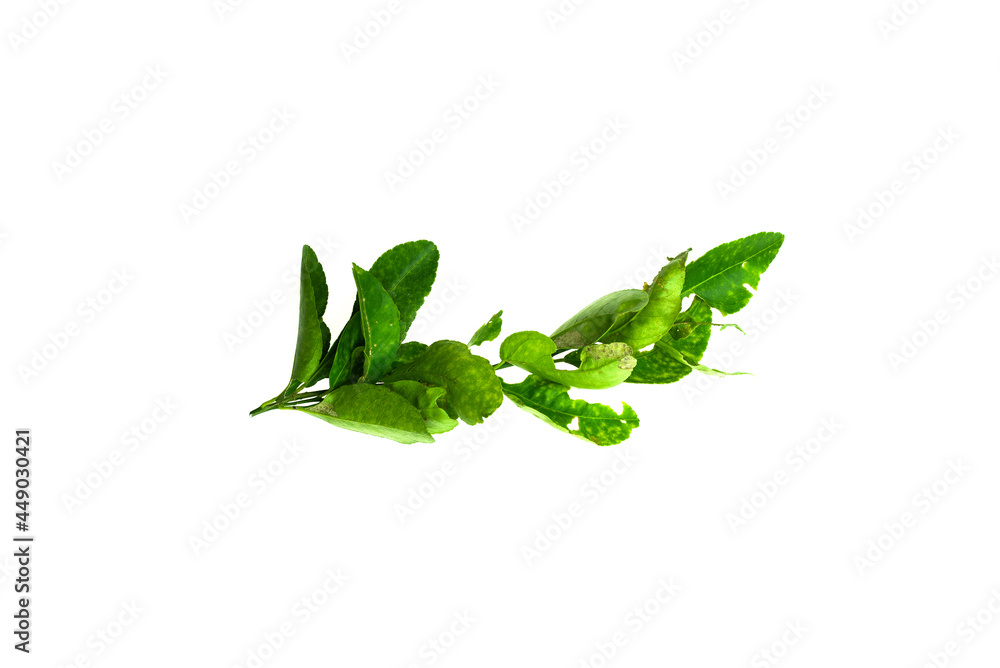 Φωτογραφία Deficiency of minerals in plant, lack of nitrogen, potassium, Iron deficiency chlorosis, Sick yellow leaf of leaf, isolated on the white background
