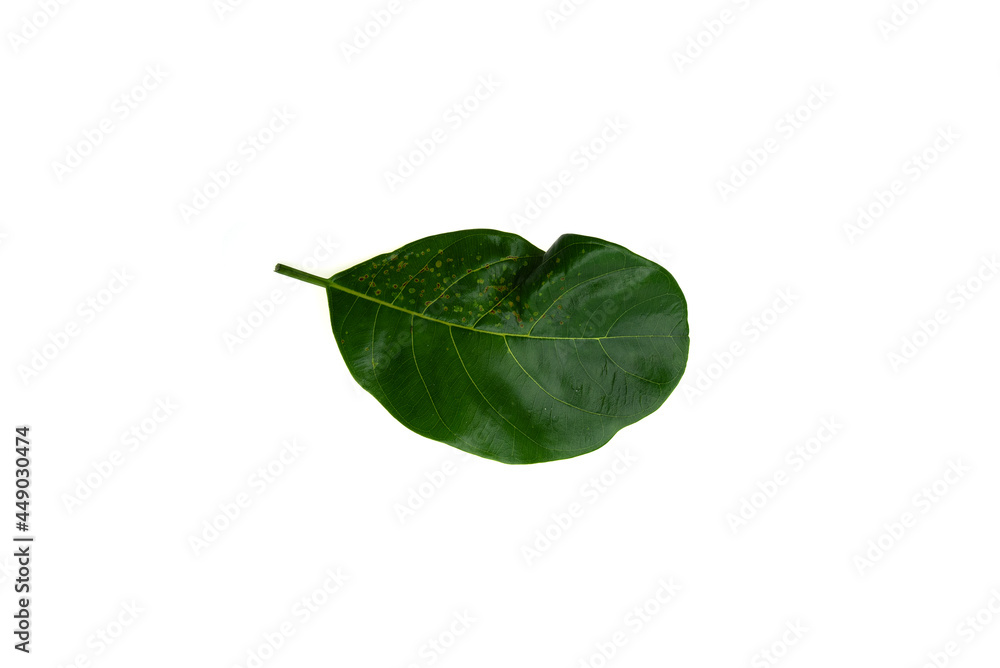 Φωτογραφία Deficiency of minerals in plant, lack of nitrogen, potassium, Iron deficiency chlorosis, Sick yellow leaf of leaf, isolated on the white background