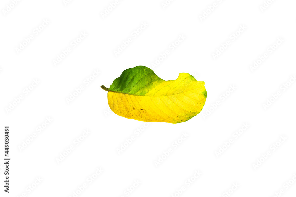 Obraz premium Deficiency of minerals in plant, lack of nitrogen, potassium, Iron deficiency chlorosis, Sick yellow leaf of leaf, isolated on the white background.