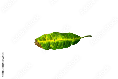 Sick yellow leaf of mango tree.Deficiency of minerals in plant Sick yellow leaf of mango tree. isolated on the white background. 