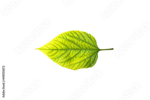 Deficiency of minerals in plant, lack of nitrogen, potassium, Iron deficiency chlorosis, Sick yellow leaf of leaf, isolated on the white background.