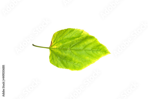 Deficiency of minerals in plant, lack of nitrogen, potassium, Iron deficiency chlorosis, Sick yellow leaf of leaf, isolated on the white background.