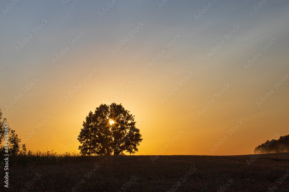 Fototapeta premium A lone tree stands in the middle of a field at sunset