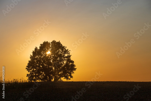 A lone tree stands in the middle of a field at sunset
