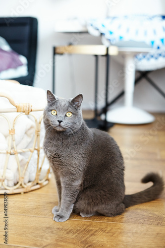 Cute gray shorthair British cat and looks at the camera. A beautiful cat advertises food. Purebred Briton sitting on floor 