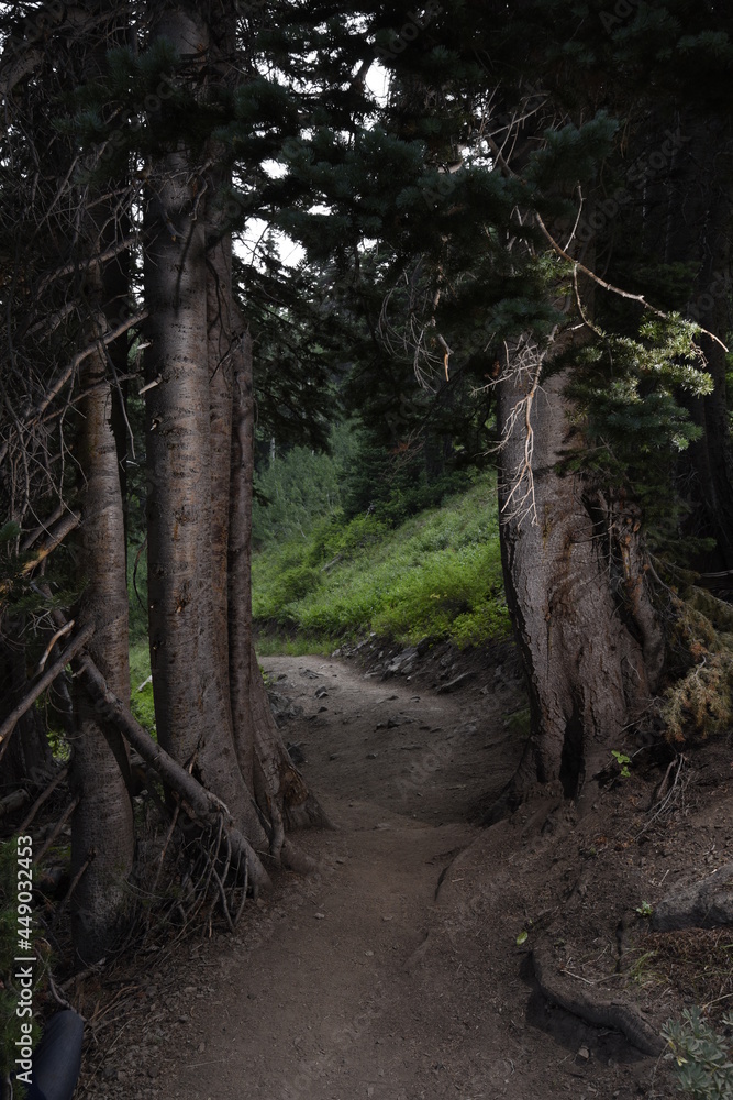 Trail through trees in Wasatch National Forest Trail through trees in Wasatch National Forest