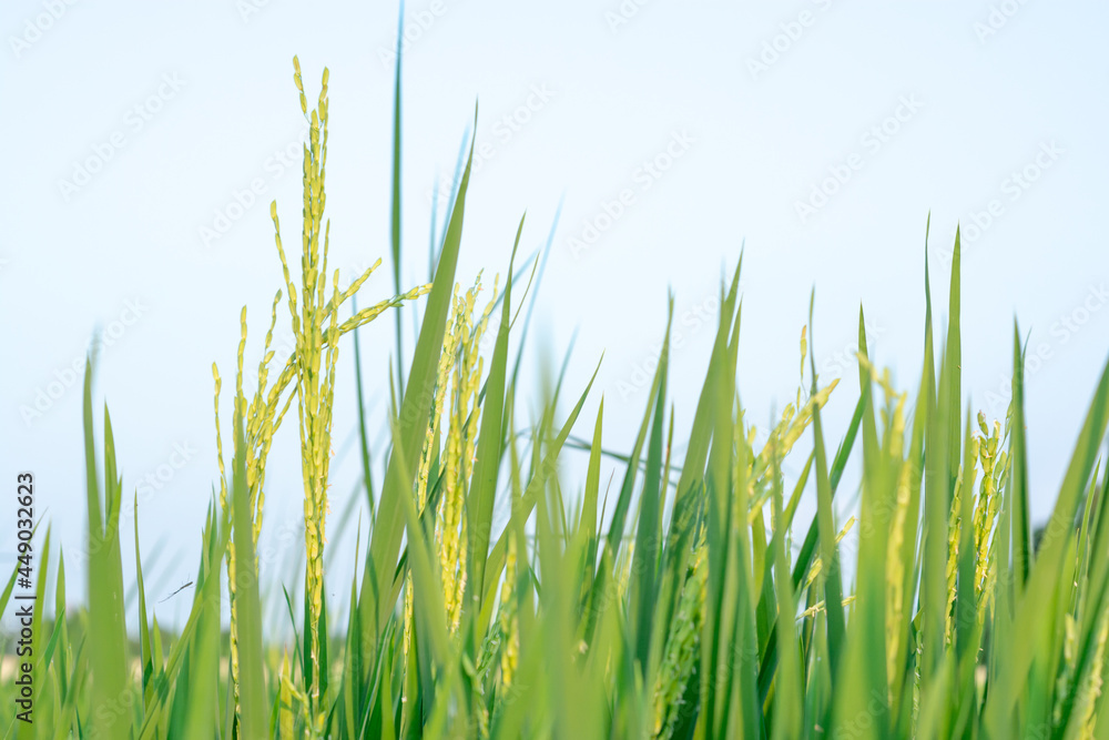 close up of green grass. close up rice that bears fruit in the fields