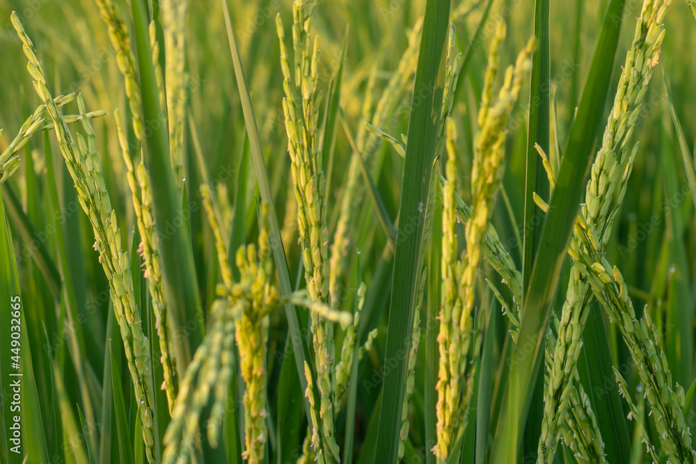 close up of green grass. close up rice that bears fruit in the fields close up of green grass. close up rice that bears fruit in the fields