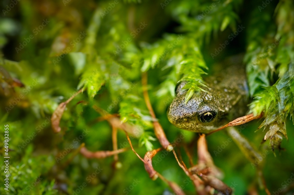 Fototapeta premium Froglet in the under growth