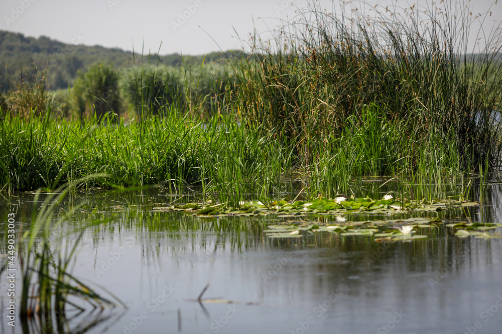 Plants specific to the wetlands (reeds) in the Neaslov Delta in Romania, very similar to the Danube Delta. Plants specific to the wetlands (reeds) in the Neaslov Delta in Romania, very similar to the Danube Delta.