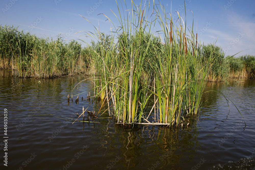 Plants specific to the wetlands (reeds) in the Neaslov Delta in Romania, very similar to the Danube Delta. Plants specific to the wetlands (reeds) in the Neaslov Delta in Romania, very similar to the Danube Delta.