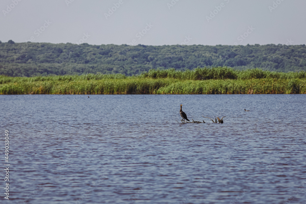 Plants and animals specific to the wetlands (reeds and sea birds) in the Neaslov Delta in Romania, very similar to the Danube Delta as seen from a running boat.