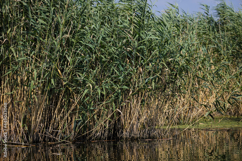Fototapeta premium Plants specific to the wetlands (reeds) in the Neaslov Delta in Romania, very similar to the Danube Delta.