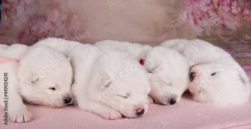 Four small two weeks age old cute white Samoyed puppies dogs