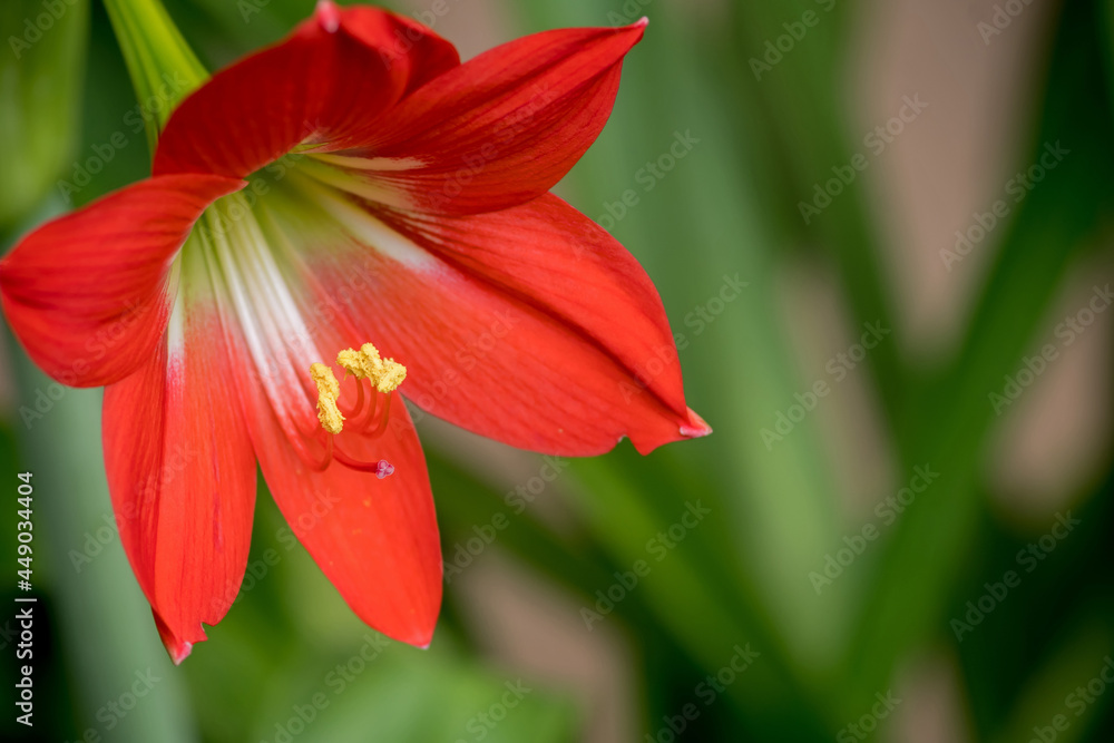 Close-up pictures of red amaryllis flowers on green blurred background, selective focus Close-up pictures of red amaryllis flowers on green blurred background, selective focus