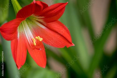 Close-up pictures of red amaryllis flowers on green blurred background, selective focus © GharvasSTDO