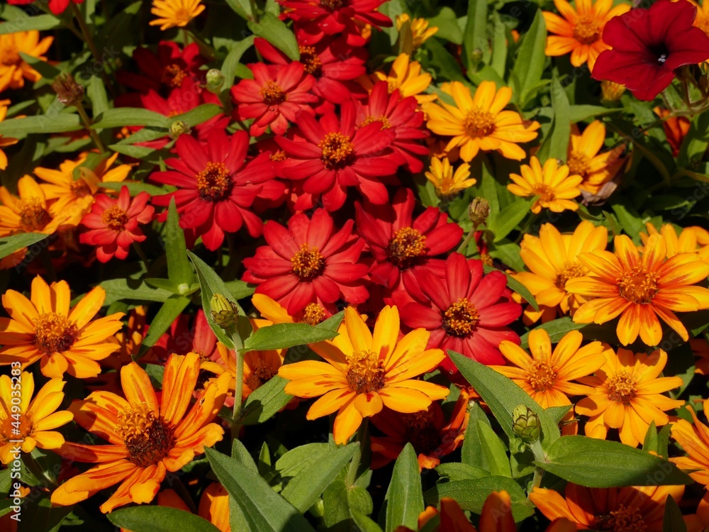 red and yellow flowers red and yellow flowers