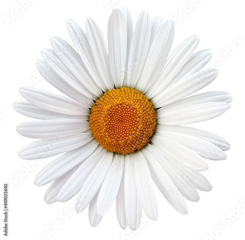 White chamomile flower  on white isolated background with clipping path. Closeup. For design. Nature.