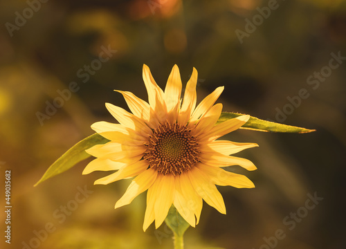 A beauty yellow sunflowers is blooming