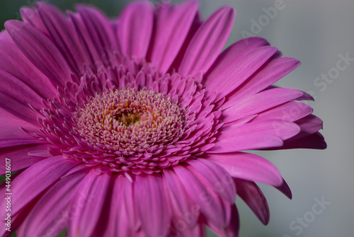 Close up pink inflorescence on pink gerbera on grey background