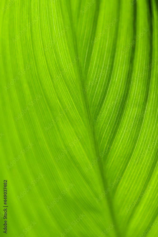 Detail of veins on green leaf Detail of veins on green leaf