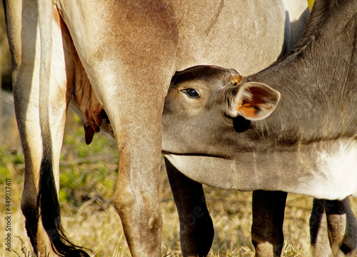 cow suckling calf in pasture