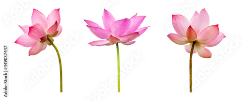 Pink Lotus flower collections isolated on white background. Nature concept For advertising design and assembly. File contains with clipping path so easy to work.