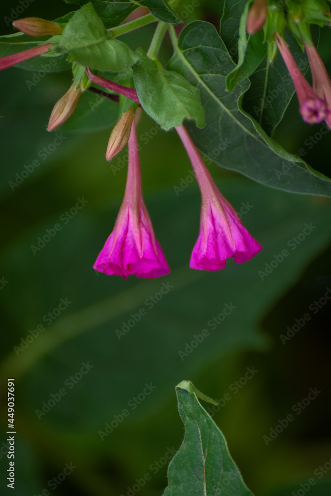 Mirabilis jalapa flowers on green background
Mirabilis jalapa flowers on green background