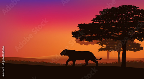 wild lioness walking over african national park savannah at sunset - evening landscape vector silhouette scene