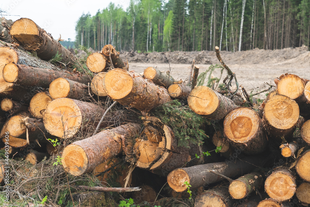 trees are cut down, deforestation for construction, trees are cut down, deforestation for construction,