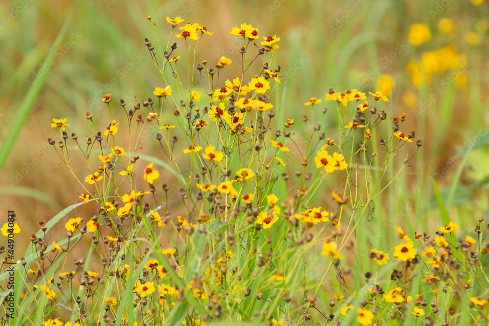 Tickseed Coreopsis Wildflower Field In Summer Tickseed Coreopsis Wildflower Field In Summer