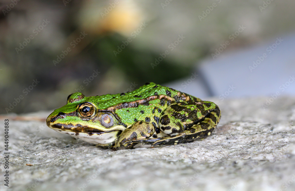 Portrait eines kleinen grünen Laubfrosch auf einem Granitstein. Portrait eines kleinen grünen Laubfrosch auf einem Granitstein.
