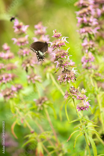 Swallowtail Butterfly On Pretty Beebalm Wildflower photo