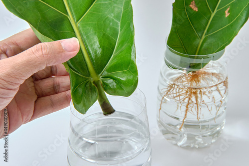 Fiddle Leaf Fig Propagation in Water by Cuttings with Reuse Plastic Bottle. photo