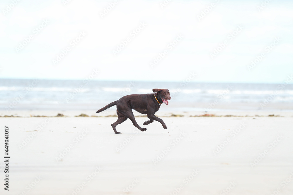 Zwei Braune Labradore spielen am Strand im Wasser Zwei Braune Labradore spielen am Strand im Wasser