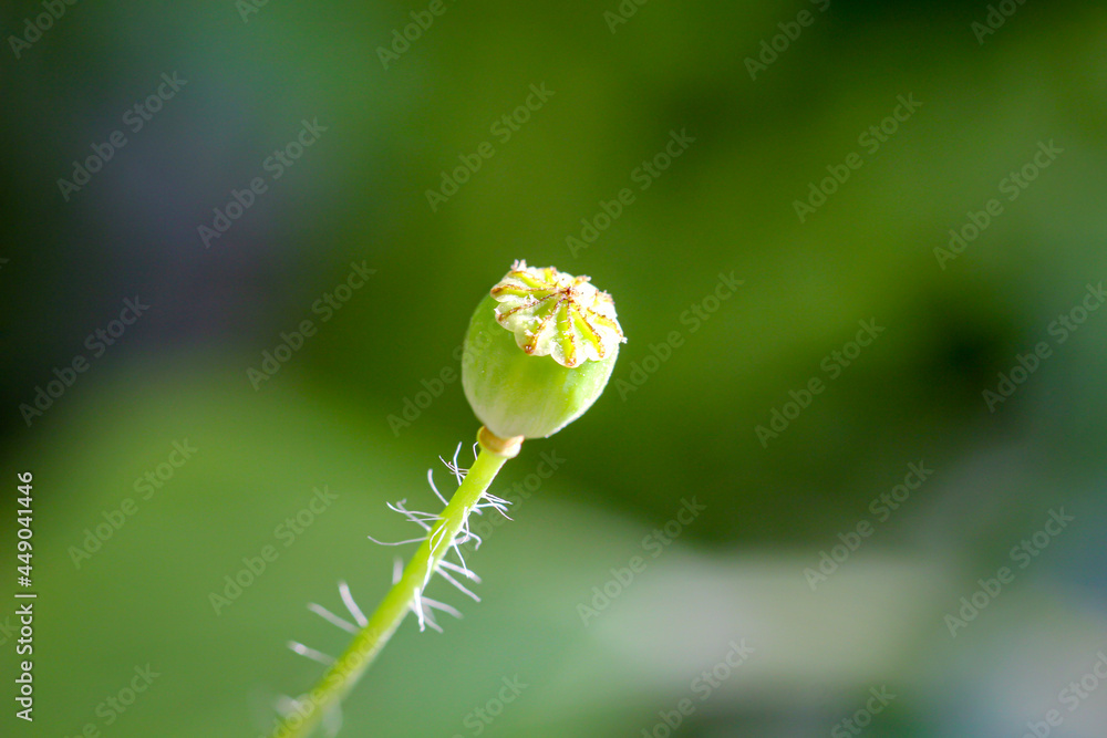 Der Samenkörper einer verblühten Mohnblume. Der Samenkörper einer verblühten Mohnblume.