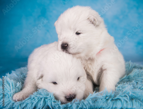 Two small one month old cute white Samoyed puppies