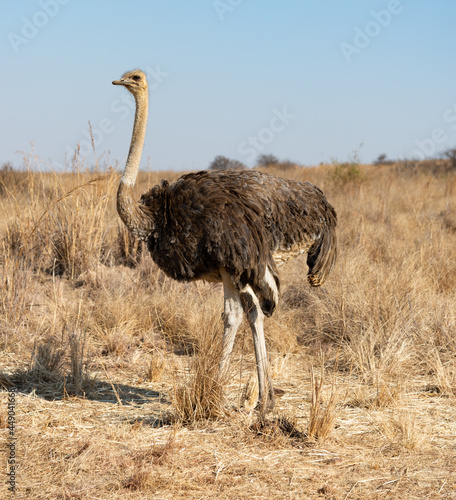 Female ostrich.  The largest flightless bird in the world.