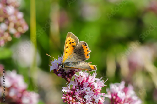 Ein Feuer-Falter, ein Schmetterling auf einer Blume.